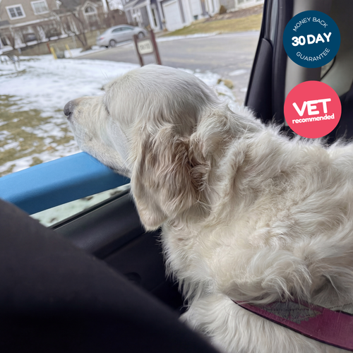 Pup Window Pillow