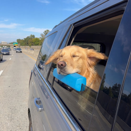 Pup Window Pillow
